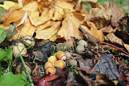 autumn leaves and nutsの写真素材