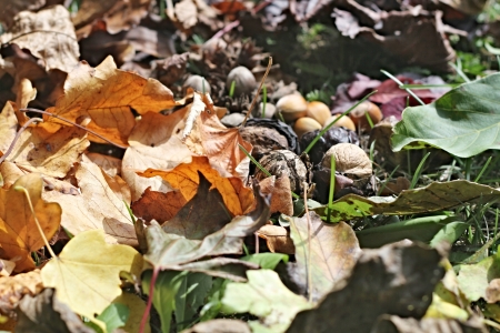 autumn leaves and nutsの写真素材