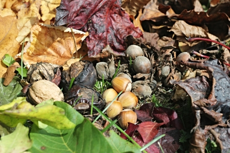 autumn leaves and nutsの写真素材