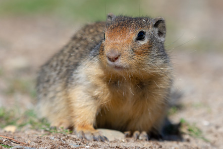 Columbian Ground Squirrels team together to warn each other of potential invaders. This one watches...