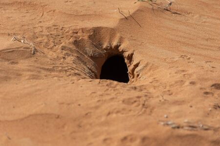 The hole in the sand dunes of a nocturnal lizard. Not to be found in the daytime.の写真素材