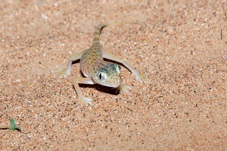 Middle Eastern Short-Fingered Gecko (Stenodactylus doriae) standing in the United Arab Emirates desert in the sand at night.の写真素材