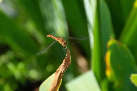 A male White-faced Meadowhawk (Sympetrum obtrusum) is a dragonfly of the genus Sympetrum perched on...