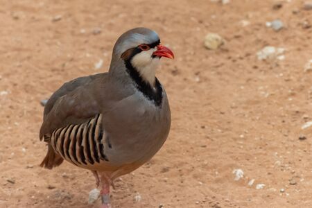A Chukar Partridge (Alectoris chukar) walks in the desert sand and pauses to clean or preen itself in the United Arab Emirates (UAE).の写真素材
