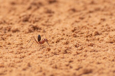 Sahara Desert Ant (Cataglyphis bicolor) running along the sand dunes in Ras al Khaimah, United Arab Emirates.の写真素材