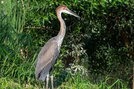 A Goliath heron (Ardea goliath), also known as the giant heron standing in the grass.の写真素材