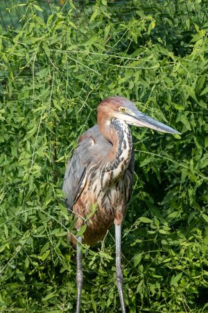 A Goliath heron (Ardea goliath), also known as the giant heron crouched in the grass.の写真素材