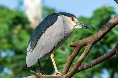 The black-crowned night heron (Nycticorax nycticorax), or black-capped night heron, commonly shortened to just night heron in Eurasia stands perched on a tree in the sunshine.の写真素材