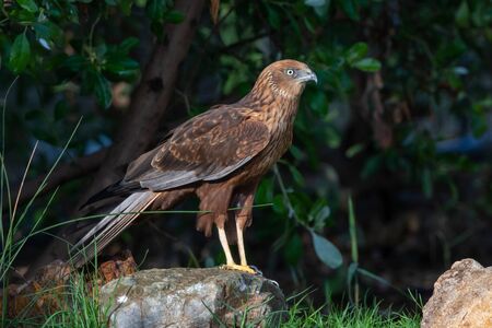 A close up of a female western marsh harrier (Circus aeruginosus) a small raptor standing on the ground looking around.の写真素材