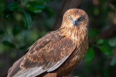A close up of a female western marsh harrier (Circus aeruginosus) a small raptor standing on the...