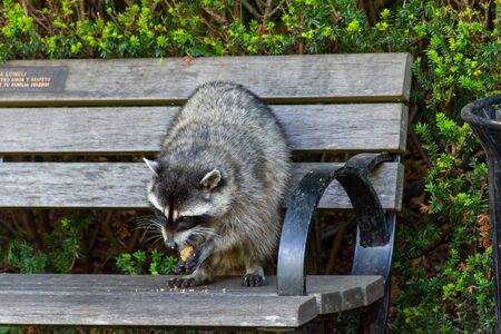 Raccoons (Procyon lotor) eating on a bench next to a garbage or trash in a can invading the city in Stanley Park, Vancouver British Columbia, Canada.の写真素材