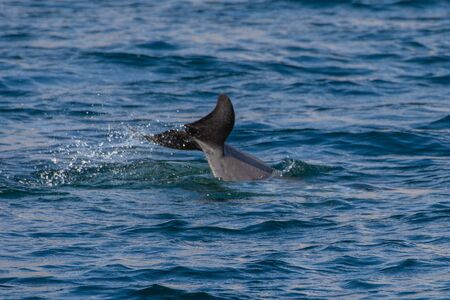 Indo-pacific humpback dolphins (sousa chinensis) showing tail fin in Musandam, Oman near Khasab in the Fjords jumping in and out of the water by Dhow Boats.の写真素材