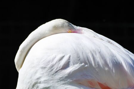 A greater flamingo rests by the water in the Middle East (Phoenicopterus roseus).の写真素材