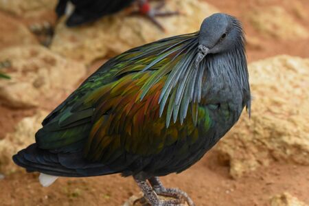 A close up of a nicobar pigeon calmly looks around the environmentの写真素材
