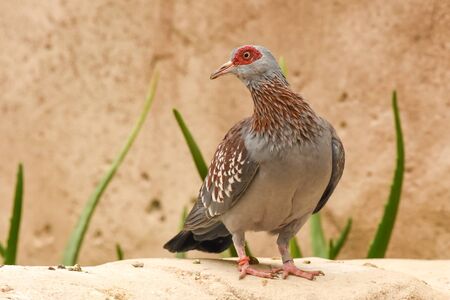 The speckled pigeon standing on rock