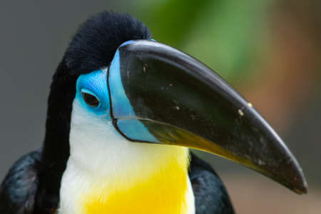 The channel-billed toucan (Ramphastos vitellinus) is a near-passerine bird in the family...