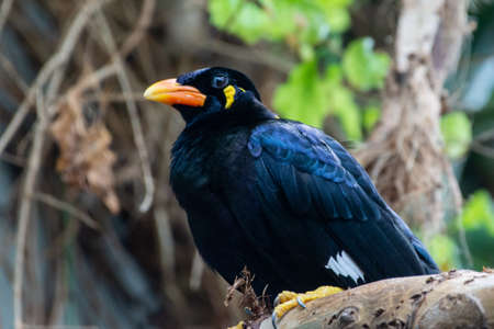A common hill myna (Gracula religiosa), sometimes spelled mynah and formerly simply known as the...