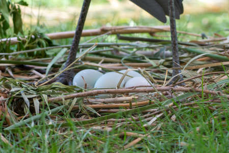 A Goliath heron (Ardea goliath), also known as the giant heron eggs and nestの写真素材