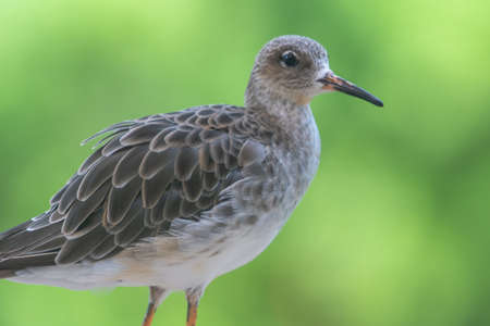 A female ruff (Calidris pugnax) close up with soft green background at Wasit Wetlands in the United...