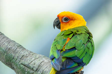 A Jenday Conure (Aratinga jandaya) perched in a tree, also known as jandaya parakeet is a small Neotropical bird found in northeastern Brazil.の写真素材
