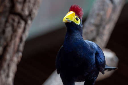 A Ross's turaco in the trees or Lady Ross's turaco (Musophaga rossae) is a mainly bluish-purple African bird of the turaco family, Musophagidaeの写真素材