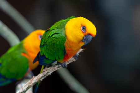 A Jenday Conure (Aratinga jandaya) perched in a tree, also known as jandaya parakeet is a small...