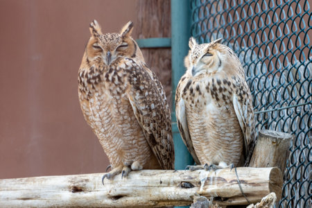 A pair of Pharaoh eagle-owl (Bubo ascalaphus) up close perched on brach resting in United Arab...