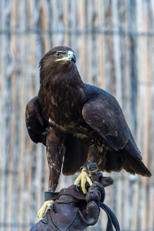 A greater spotted eagle (Clanga clanga) dark phase flying on trainer's glove in captivity for training and conservation.(Portrait view)の写真素材