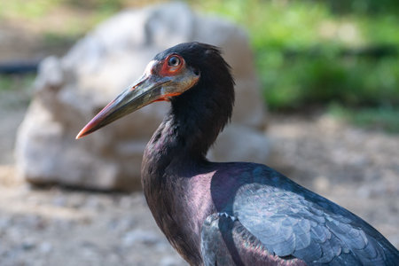 Abdim's stork (Ciconia abdimii), also known as white-bellied stork close up in the sunshine in the...