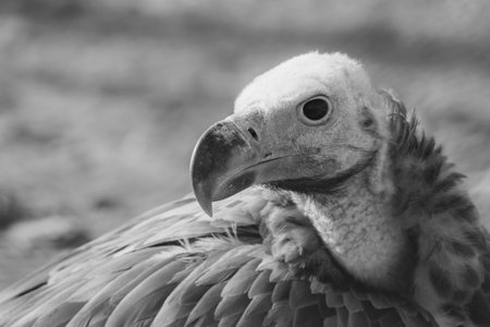 Black and white scaryy griffon vulture close up (Gyps fulvus) head shot very close up showing feather and beak details. Scavengers in Africa and Middle East.の写真素材