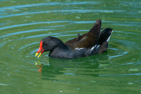 A common moorhen (Gallinula chloropus), also known as the waterhen or swamp chicken swimming in a...