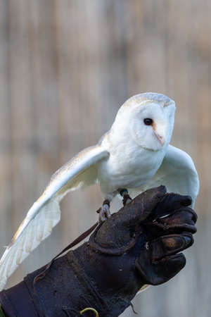 A common barn owl (Tyto alba) perched on trainer's glove at a conservation center showing off wings and white feathers.の写真素材