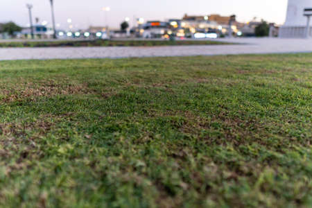 Outdoor Green grass defocused or selective focus background with city blurred lights and street in background. Copy space.の写真素材