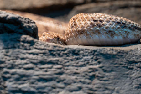 Spalerosophis diadema, known commonly as the diadem snake and the royal snake close up on the rocks at night in the middle east or north africa.の写真素材