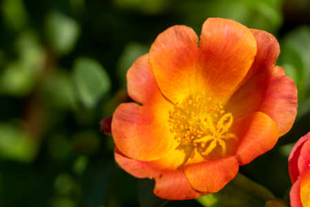 Tropical orange flower (Portulaca grandiflora) of South America, grown in gardens. Vibrant orange and yellow colors for spring or summer concepts.の写真素材