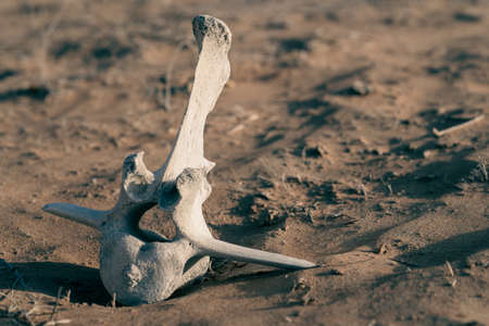Camel skeleton bone of vertebrae spine bone on the desert sand in the middle east. Ground view.