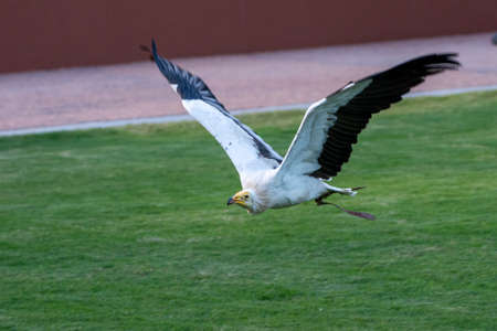 An white Egyptian vulture (Neophron percnopterus), also called the white scavenger vulture or pharaoh's chicken flying close to the group.の写真素材