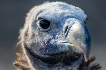 The griffon vulture close up (Gyps fulvus) head shot very close up showing feather and beak details. Scavengers in Africa and Middle East.の写真素材