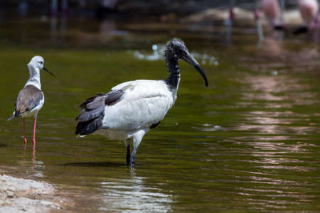 An African Sacred Ibis (Threskiornis aethiopicus) standing in the water next to a stilt.の写真素材