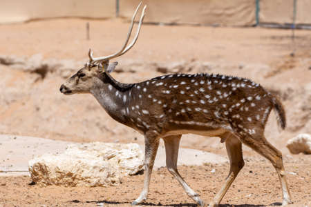 A chital (Axis axis), also known as spotted deer, chital deer, and axis deer walks along the dry Indian ground.の写真素材