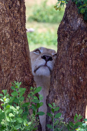 A female african White Lion (panthera leo) looking between trees (portrait view).の写真素材