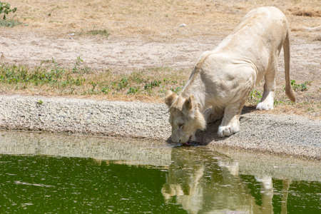 A female african White Lion (panthera leo) drinking from water hole.の写真素材