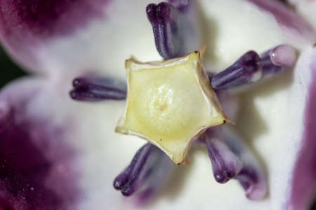 Purple Desert Flower (Sodom's Apple) flower center macrophotography in the United Arab Emirates. Selective Focusの写真素材