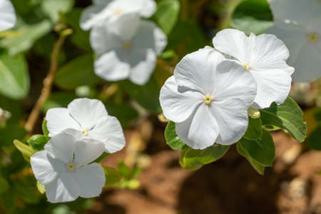 White flowers Madagascar Periwinkle (Catharanthus roseus) also called bright eyes, Cape periwinkle, graveyard plant, old maid, Madagascar periwinkle, pink or rose periwinkleの写真素材