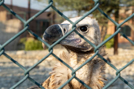 The griffon vulture close up (Gyps fulvus) head shot looking through a fence very close up showing...