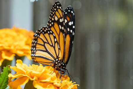 The monarch butterfly (Danaus plexippus) a simply, milkweed butterfly also called common tiger, wanderer, and black veined brown on bright orange flower very close up.の写真素材