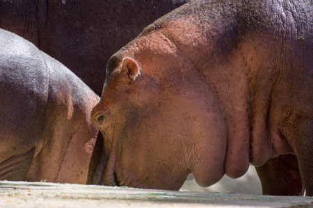A common hippopotamus (Hippopotamus amphibius) close up of head next to babyの写真素材