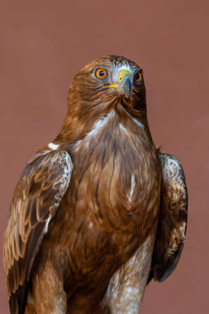 A booted eagle (Hieraaetus pennatus, also classified as Aquila pennata, portait very close up of orange eyes, feathers and beak.の写真素材