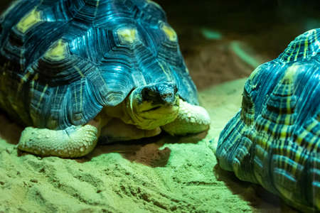 A radiated tortoise (Astrochelys radiata) very close up at night next to partner.の写真素材