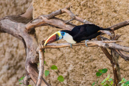 A white-throated toucan (Ramphastos tucanus) perched on a branch preparing to fly in Amazon.の写真素材